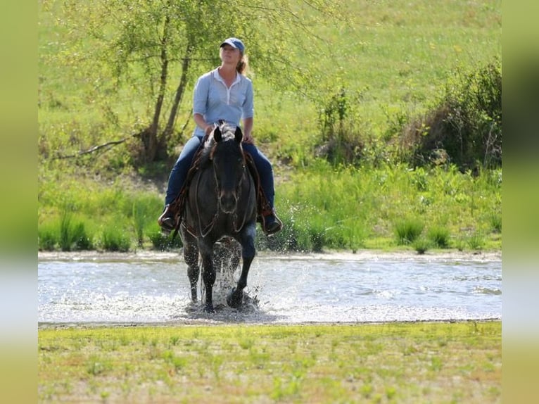 American Quarter Horse Ruin 13 Jaar 152 cm Roan-Bay in Athens