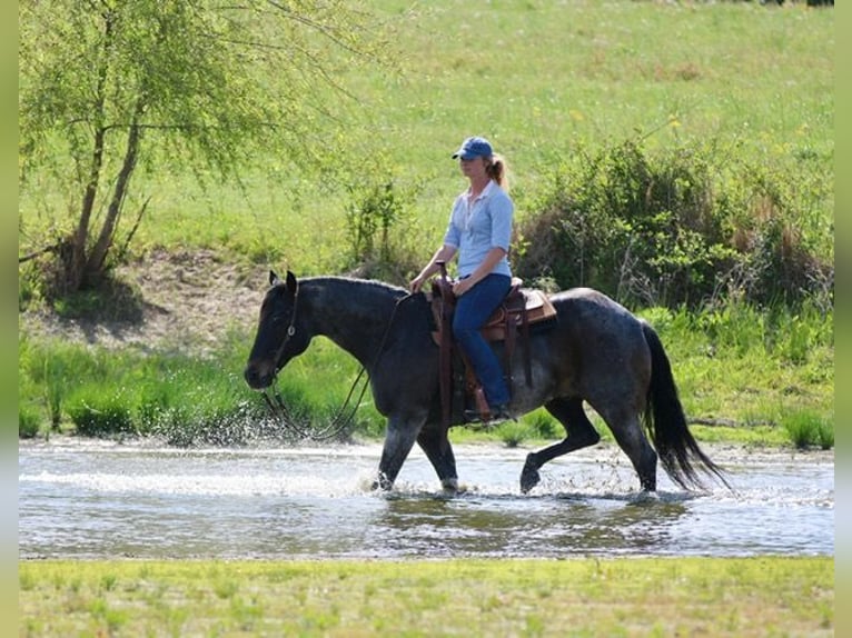 American Quarter Horse Ruin 13 Jaar 152 cm Roan-Bay in Athens