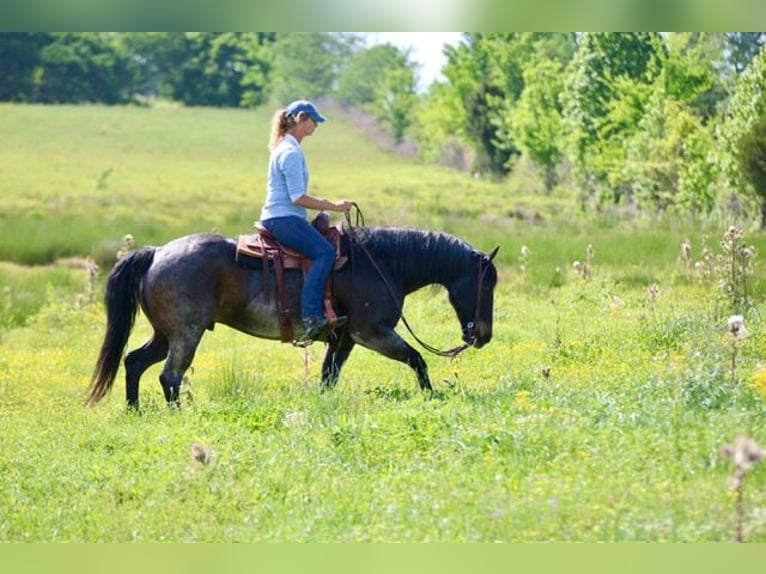 American Quarter Horse Ruin 13 Jaar 152 cm Roan-Bay in Athens