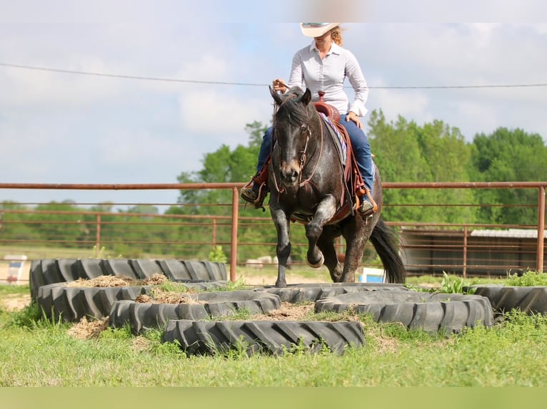 American Quarter Horse Ruin 13 Jaar 152 cm Roan-Bay in Athens