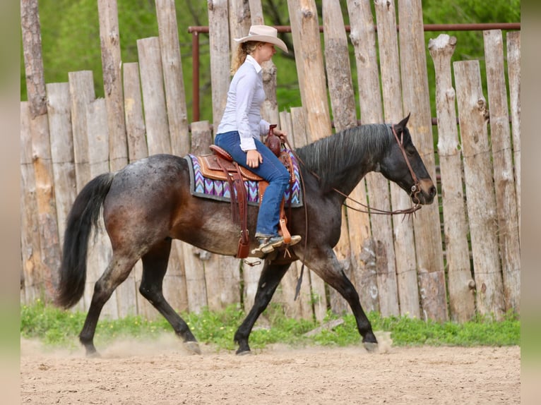 American Quarter Horse Ruin 13 Jaar 152 cm Roan-Bay in Athens