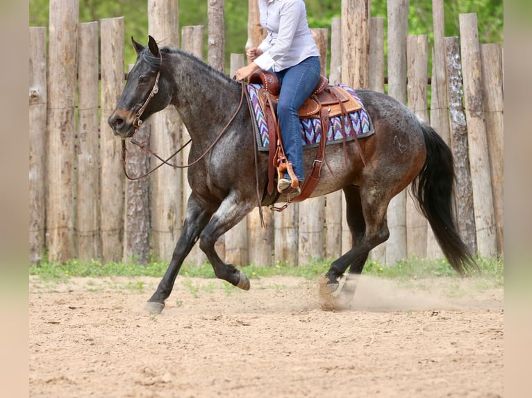 American Quarter Horse Ruin 13 Jaar 152 cm Roan-Bay in Athens