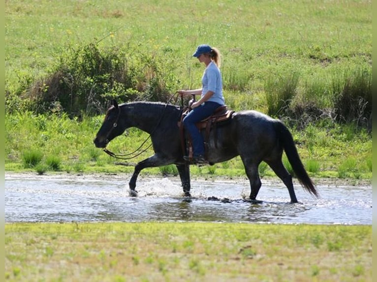 American Quarter Horse Ruin 13 Jaar 152 cm Roan-Bay in Athens