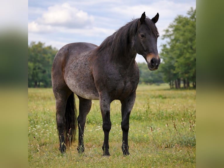 American Quarter Horse Ruin 13 Jaar 152 cm Roan-Bay in Athens