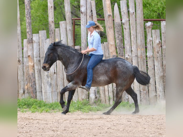 American Quarter Horse Ruin 13 Jaar 152 cm Roan-Bay in Athens