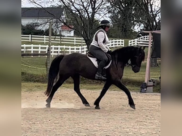 American Quarter Horse Ruin 13 Jaar 152 cm Roan-Bay in Howell MI