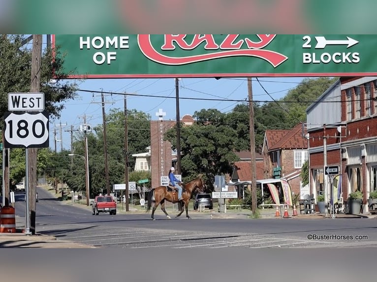American Quarter Horse Ruin 13 Jaar 152 cm Roan-Bay in Weatherford TX