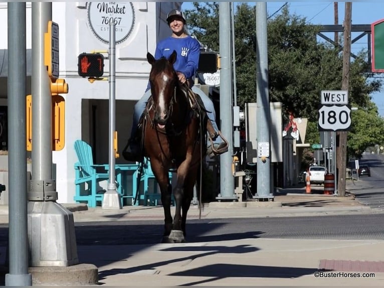American Quarter Horse Ruin 13 Jaar 152 cm Roan-Bay in Weatherford TX