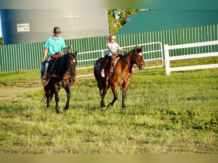 American Quarter Horse Ruin 13 Jaar 152 cm Roan-Blue in Corsica