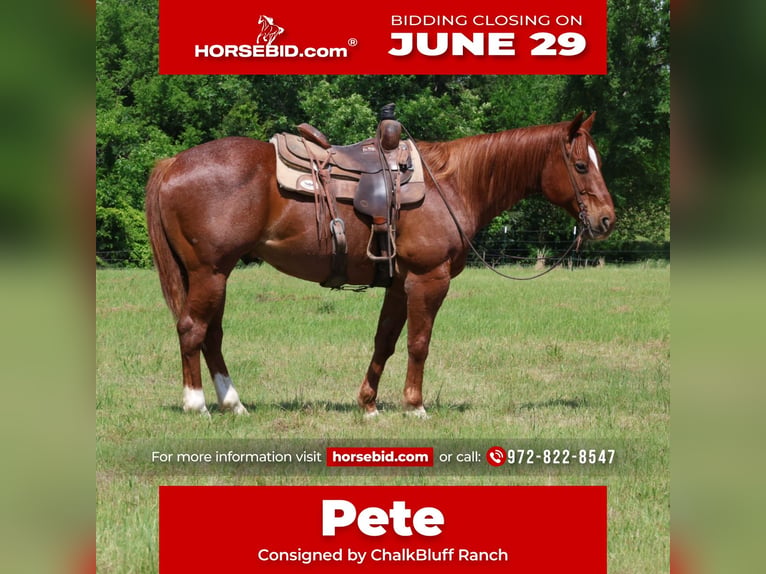 American Quarter Horse Ruin 13 Jaar 152 cm Roan-Red in Sulphur Springs