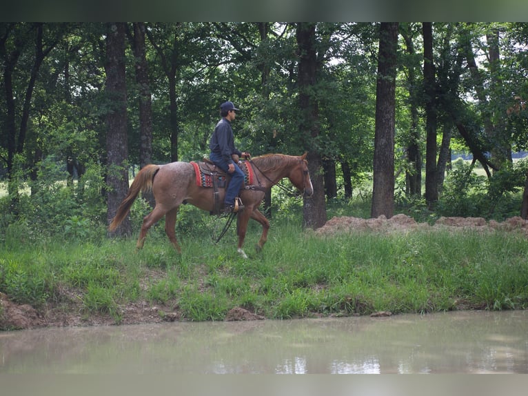 American Quarter Horse Ruin 13 Jaar 152 cm Roan-Red in Sulphur Springs