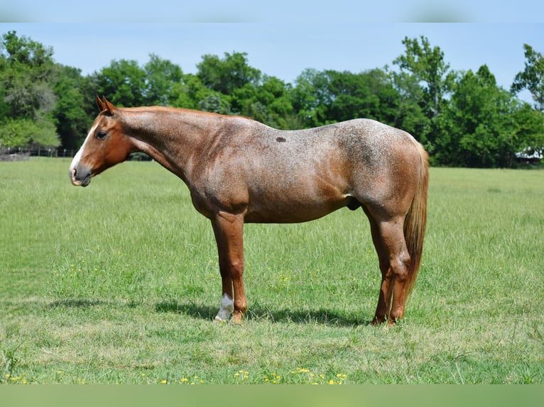 American Quarter Horse Ruin 13 Jaar 152 cm Roan-Red in Sulphur Springs