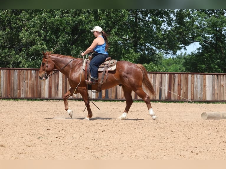 American Quarter Horse Ruin 13 Jaar 152 cm Roan-Red in Sulphur Springs