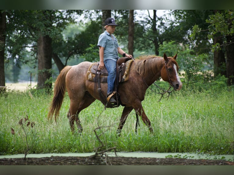 American Quarter Horse Ruin 13 Jaar 152 cm Roan-Red in Sulphur Springs
