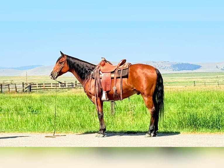 American Quarter Horse Ruin 13 Jaar 152 cm Roodbruin in Drummond