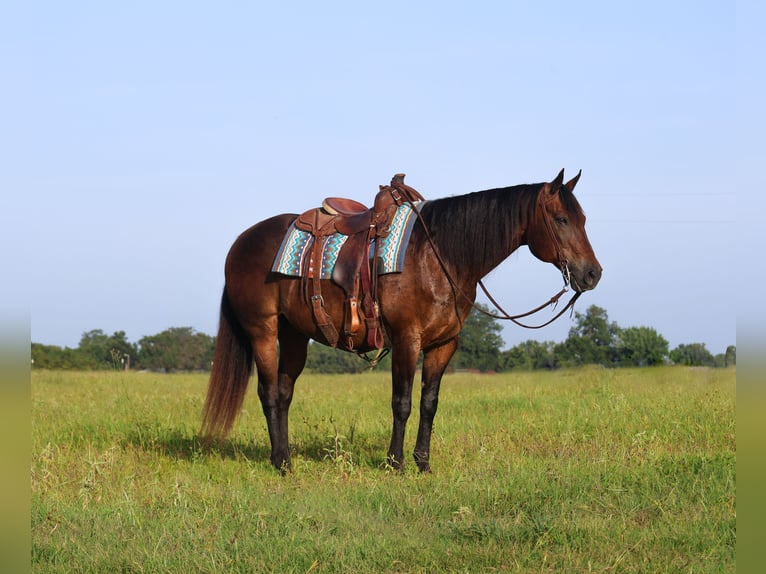 American Quarter Horse Ruin 13 Jaar 152 cm Roodbruin in Mount Vernon