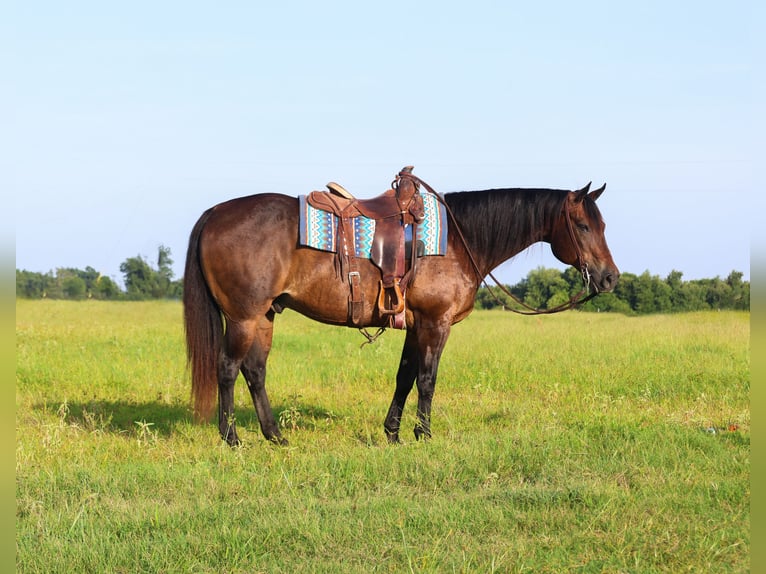 American Quarter Horse Ruin 13 Jaar 152 cm Roodbruin in Mount Vernon
