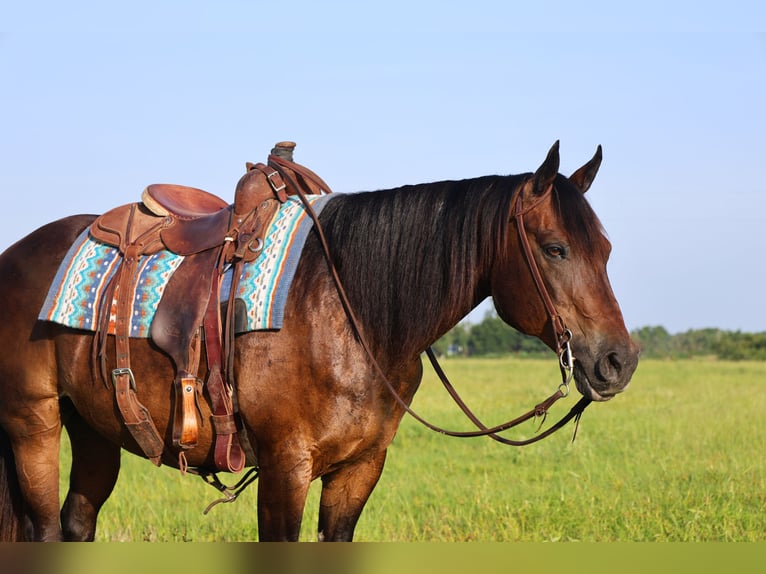 American Quarter Horse Ruin 13 Jaar 152 cm Roodbruin in Mount Vernon