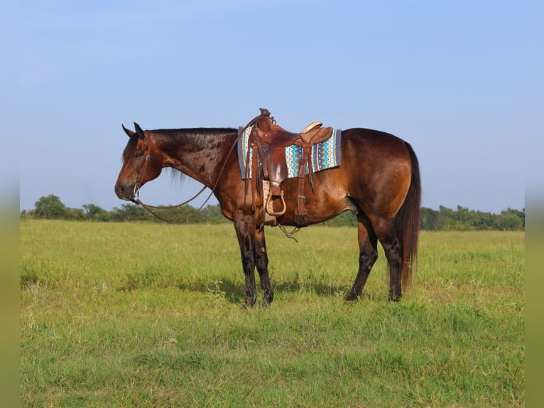 American Quarter Horse Ruin 13 Jaar 152 cm Roodbruin in Mount Vernon