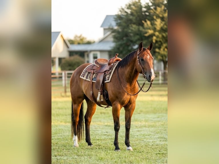 American Quarter Horse Ruin 13 Jaar 152 cm Roodbruin in Rockwall