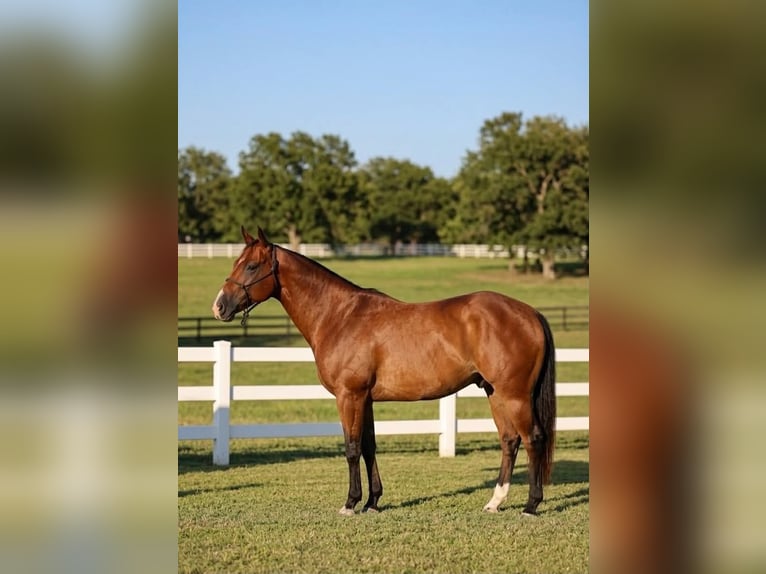 American Quarter Horse Ruin 13 Jaar 152 cm Roodbruin in Rockwall