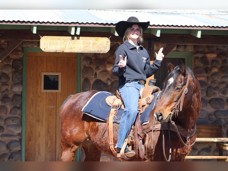 American Quarter Horse Ruin 13 Jaar 152 cm Roodbruin in Camp Verde CA