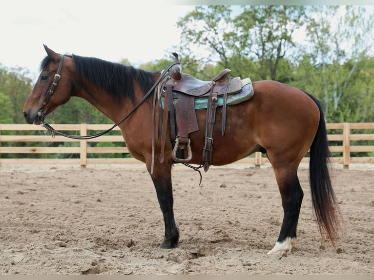American Quarter Horse Ruin 13 Jaar 152 cm Roodbruin in Flemingsburg