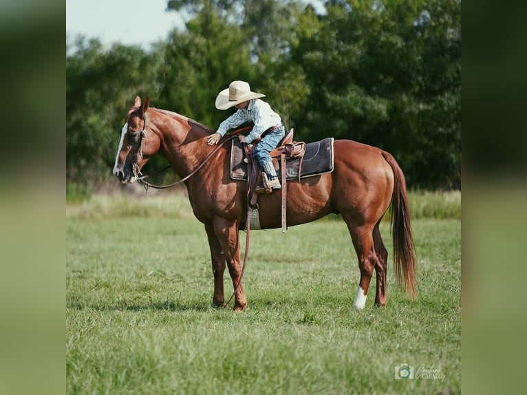American Quarter Horse Ruin 13 Jaar 152 cm Roodvos in Addison, TX