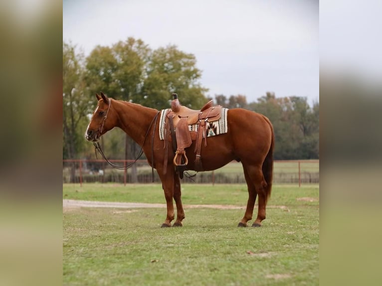 American Quarter Horse Ruin 13 Jaar 152 cm Roodvos in Grand Saline, TX