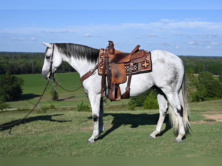 American Quarter Horse Ruin 13 Jaar 152 cm Schimmel in Baldwyn, MS