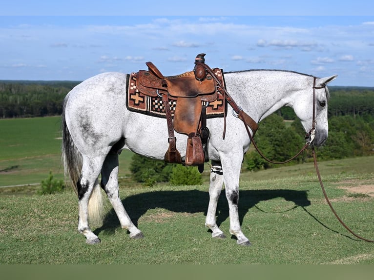 American Quarter Horse Ruin 13 Jaar 152 cm Schimmel in Baldwyn, MS