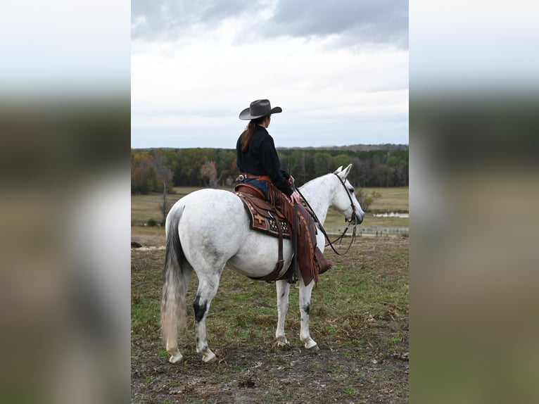 American Quarter Horse Ruin 13 Jaar 152 cm Schimmel in Baldwyn, MS