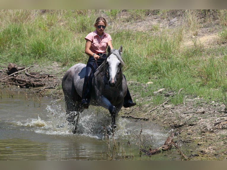 American Quarter Horse Ruin 13 Jaar 152 cm Schimmel in Lipan TX