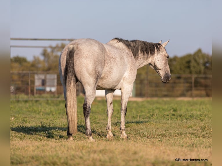 American Quarter Horse Ruin 13 Jaar 152 cm Schimmel in Weatherford TX