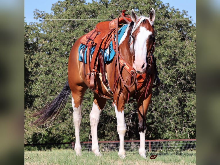 American Quarter Horse Ruin 13 Jaar 152 cm Tobiano-alle-kleuren in Jacksboro TX