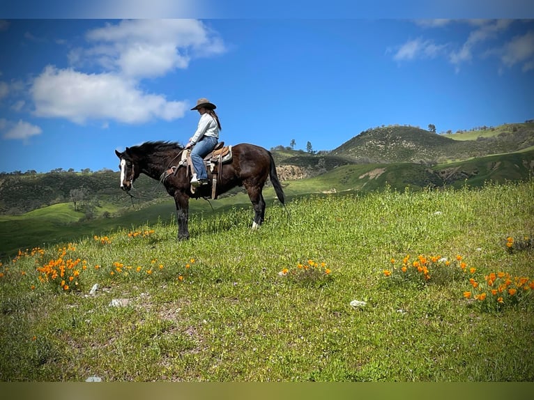 American Quarter Horse Ruin 13 Jaar 152 cm Zwart in Paicaies CA