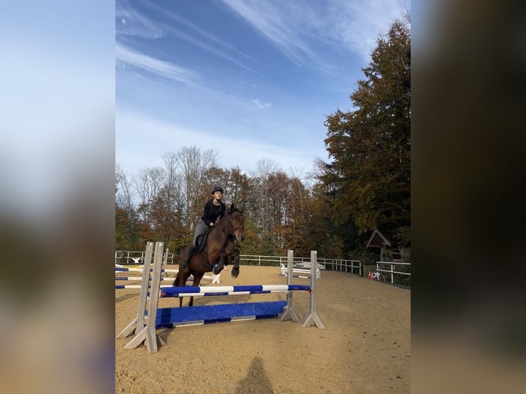 American Quarter Horse Mix Ruin 13 Jaar 155 cm Bruin in Mattsee