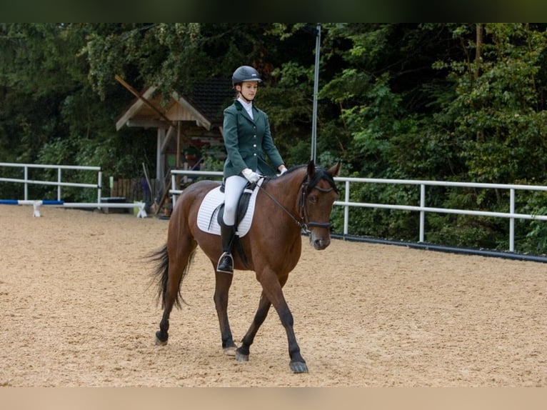 American Quarter Horse Mix Ruin 13 Jaar 155 cm Bruin in Mattsee