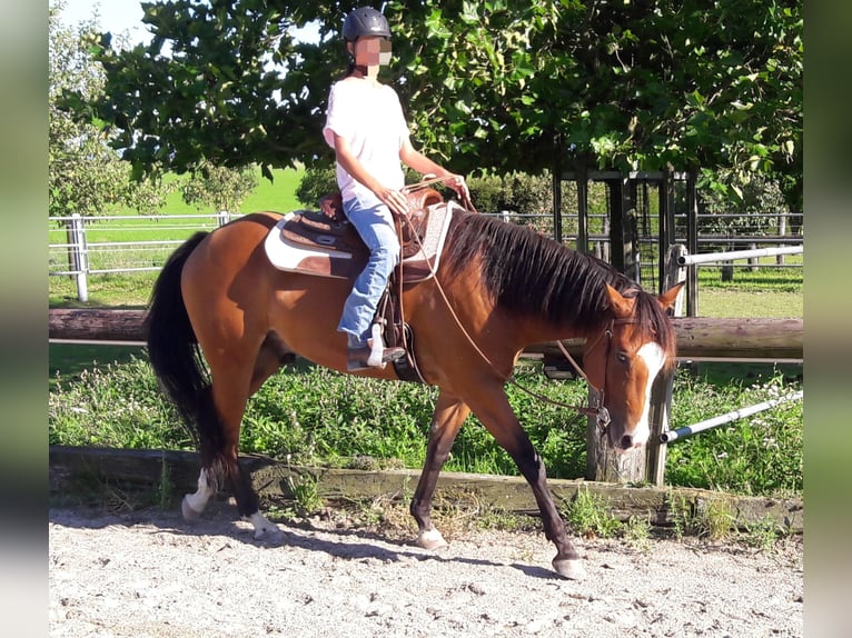 American Quarter Horse Ruin 13 Jaar 155 cm Bruin in St.Florian