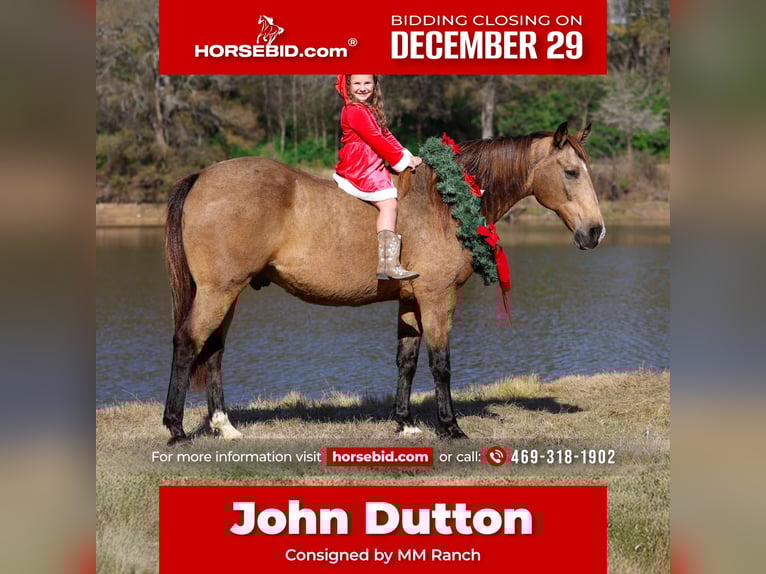 American Quarter Horse Ruin 13 Jaar 155 cm Buckskin in Forney