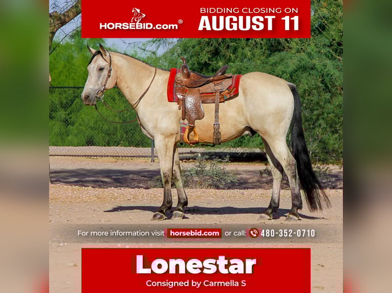 American Quarter Horse Ruin 13 Jaar 155 cm Buckskin in Mesa, AZ