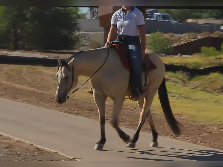 American Quarter Horse Ruin 13 Jaar 155 cm Buckskin in Mesa, AZ