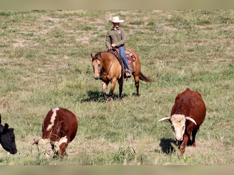 American Quarter Horse Ruin 13 Jaar 155 cm Buckskin in Purdy, MO