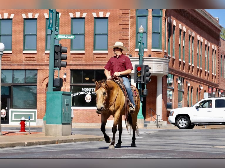 American Quarter Horse Ruin 13 Jaar 155 cm Buckskin in Purdy, MO