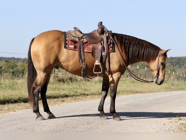 American Quarter Horse Ruin 13 Jaar 155 cm Buckskin in Purdy, MO