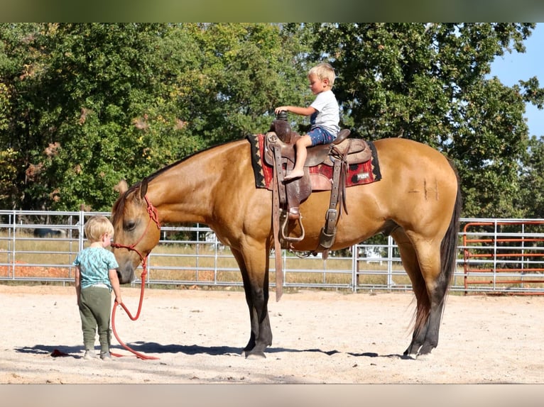 American Quarter Horse Ruin 13 Jaar 155 cm Buckskin in Purdy, MO