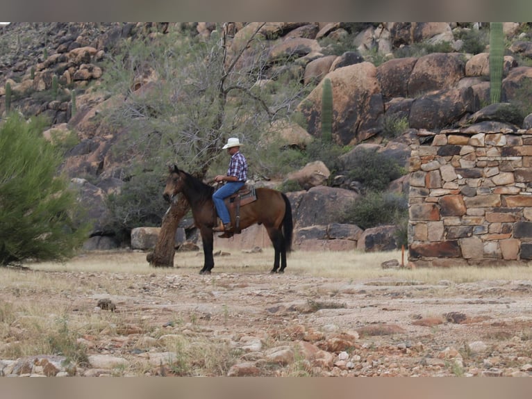 American Quarter Horse Ruin 13 Jaar 155 cm Buckskin in Congress AZ