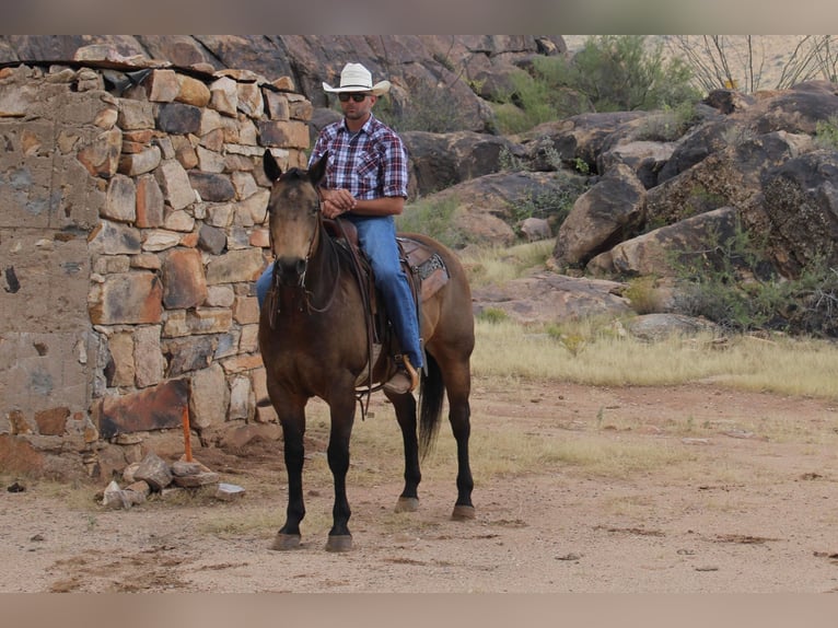 American Quarter Horse Ruin 13 Jaar 155 cm Buckskin in Congress AZ