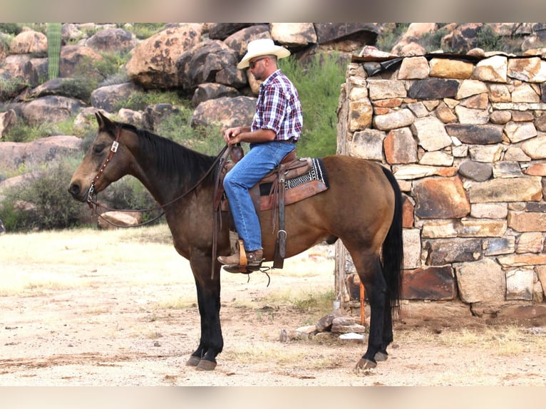 American Quarter Horse Ruin 13 Jaar 155 cm Buckskin in Congress AZ