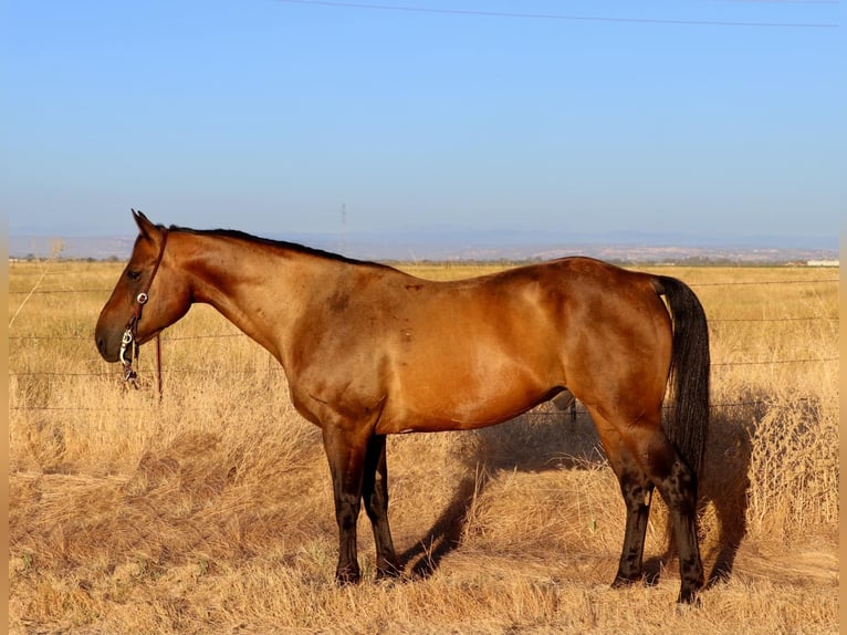 American Quarter Horse Ruin 13 Jaar 155 cm Buckskin in Pleasant Grove CA